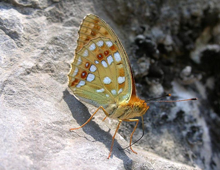 Nymphalidae: Argynnis adippe